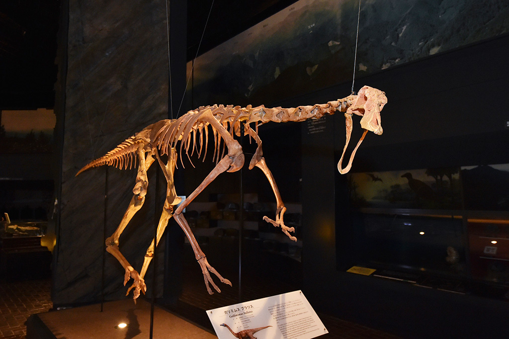 ガリミムス ブラツスの全身骨格標本／埼玉県立自然の博物館（埼玉県／長瀞町）