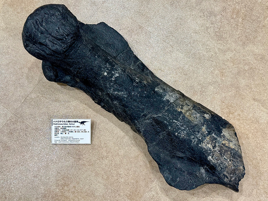 上甑󠄀島で発掘されたハドロサウルス類の大腿骨の化石/甑󠄀ミュージアム(鹿児島県/薩摩川内市)