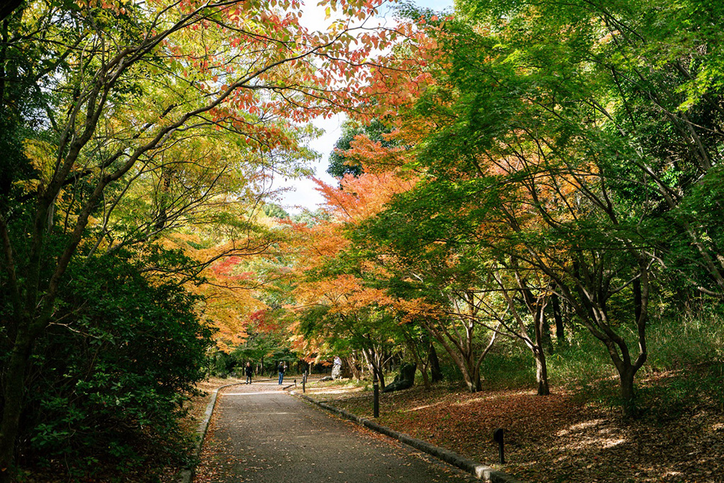 もみじ谷/山田池公園（大阪府/枚方市）
