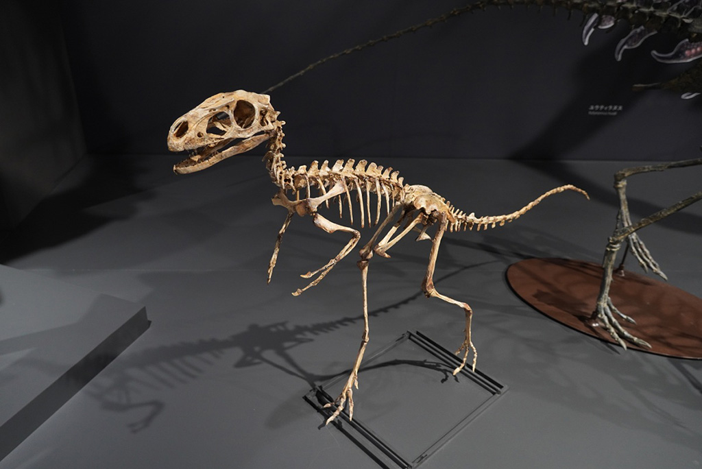 ディロング全身骨格標本/たんば恐竜博物館（兵庫県/丹波市）