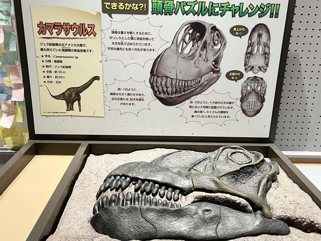 カマラサウルスの頭骨を作るパズル/たんば恐竜博物館（兵庫県/丹波市）