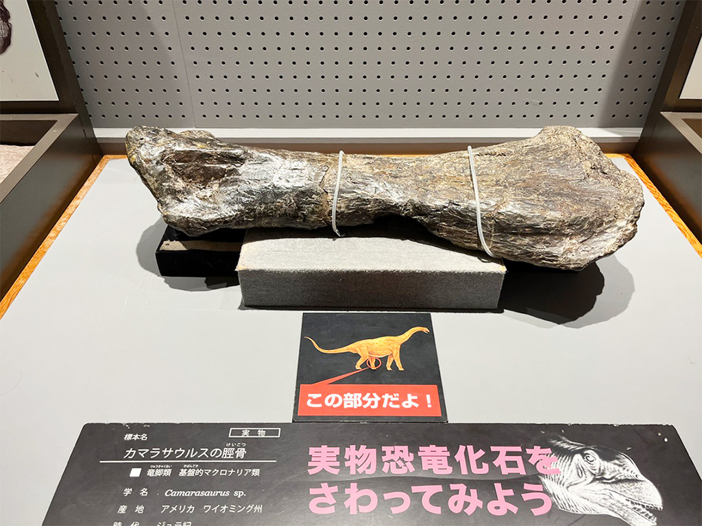 カマラサウルスの脛骨（すねの骨）の実物の化石/たんば恐竜博物館（兵庫県/丹波市）