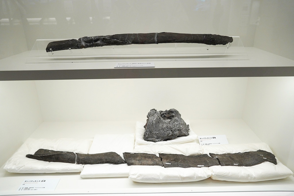 タンバティタニス・アミキティアエ」の化石/たんば恐竜博物館（兵庫県/丹波市）