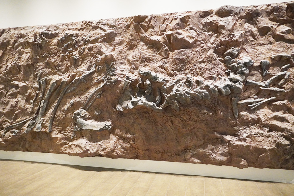 発掘当時の化石の配置を再現したレプリカ/たんば恐竜博物館（兵庫県/丹波市）