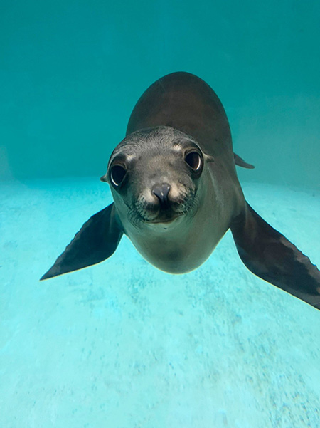 カリフォルニアアシカのアマビエ/城崎マリンワールド(兵庫県/豊岡市)