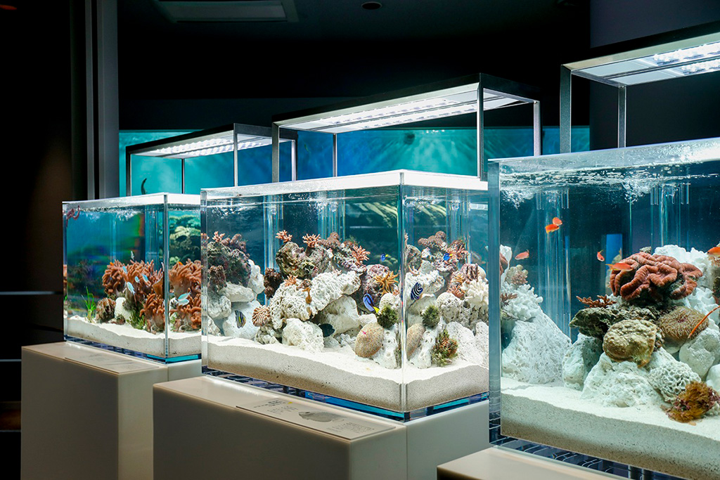 数種類ごとの水槽で暮らしている小さな魚たち/城崎マリンワールド(兵庫県/豊岡市)