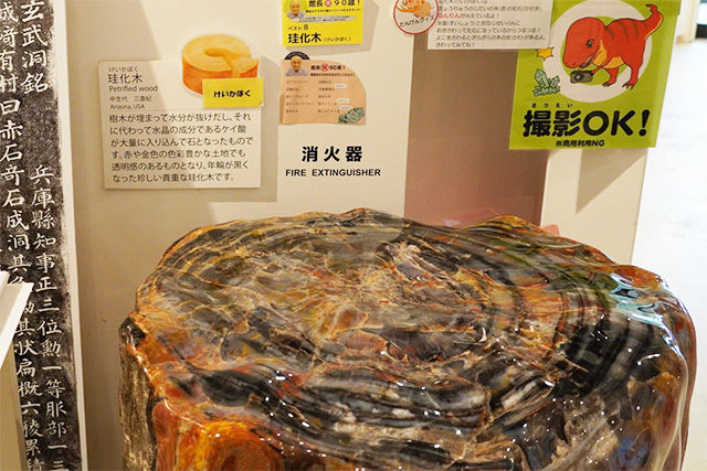 珪化木（けいかぼく）/玄武洞ミュージアム（兵庫県/豊岡市）