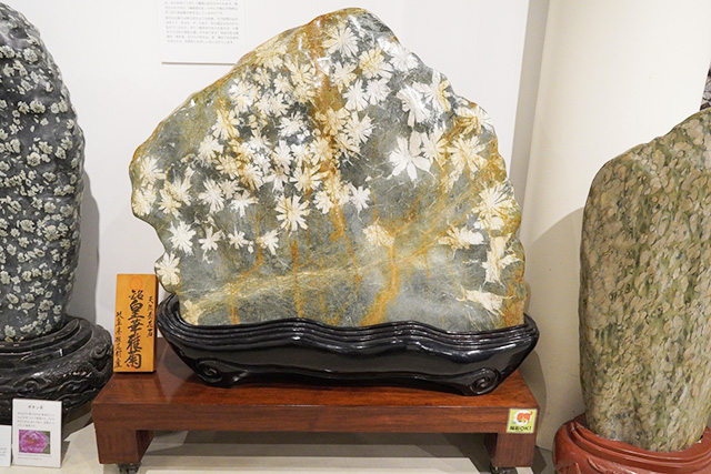 菊花石（きっかせき）/玄武洞ミュージアム（兵庫県/豊岡市）