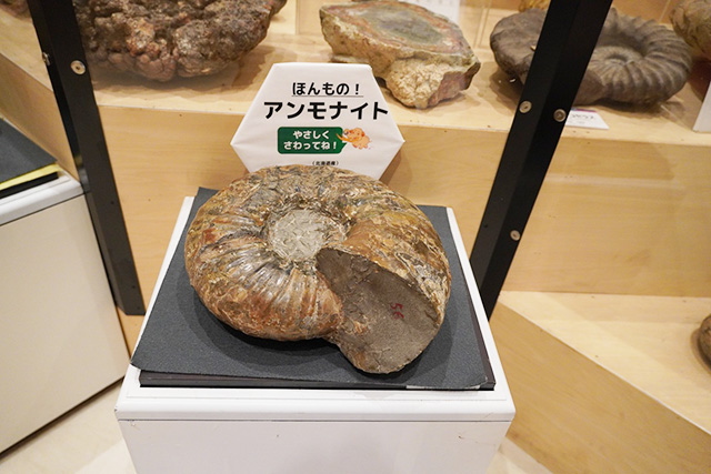 本物のアンモナイトの化石/玄武洞ミュージアム（兵庫県/豊岡市）