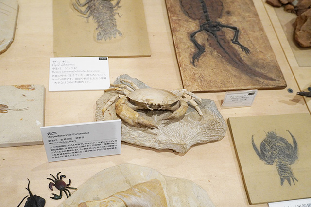 立体的なカニの化石/玄武洞ミュージアム（兵庫県/豊岡市）