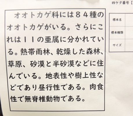 実際に生徒たちが剥製を説明したカード/学習院中等科(東京都/豊島区)