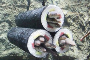 仙台うみの杜水族館で「うみの杜節分」開催　節分にちなんだ「アナゴの恵方巻水槽」や「コイの豆まき水槽」が登場