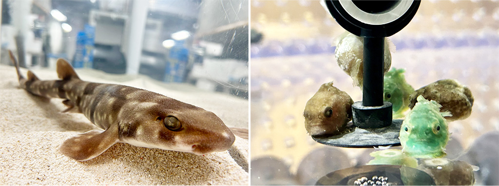 1階「内湾 恵みのうみ」エリア/うみの杜節分（宮城県/仙台市）