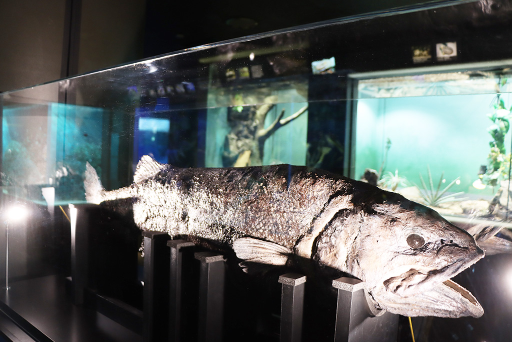 「白いソコボウズ（仮称）」の冷凍標本/ゾクゾク深海生物2026 これまでの歩み（東京都/豊島区）