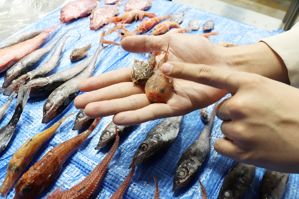 イベント「深海生物タッチ」/ゾクゾク深海生物2026 これまでの歩み（東京都/豊島区）