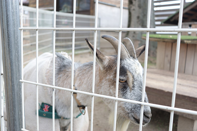 「ふれあいぱーく」のヤギ/BIG-BREATH(滋賀県/米原市)