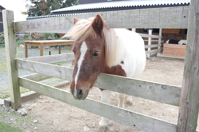 「ふれあいぱーく」のポニー/BIG-BREATH(滋賀県/米原市)