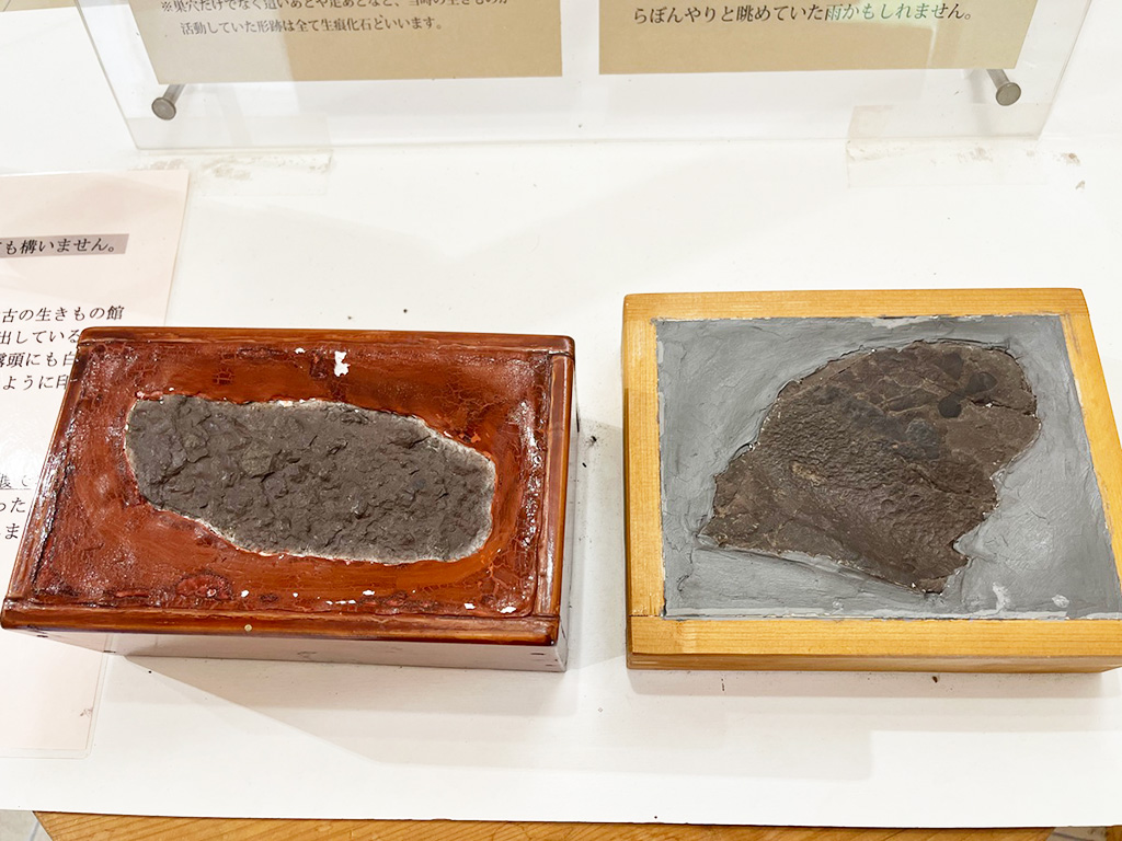 生痕化石（左）と雨滴痕（右）/丹波篠山市立太古の生きもの館（兵庫県/丹波篠山市）