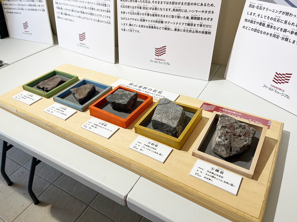 岩石の展示/丹波篠山市立太古の生きもの館（兵庫県/丹波篠山市）