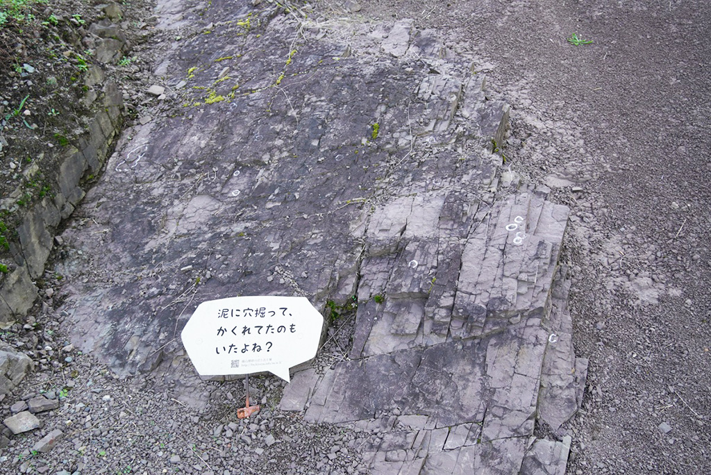 地層の中の生痕化石にしるしが付けてある/丹波篠山市立太古の生きもの館（兵庫県/丹波篠山市）