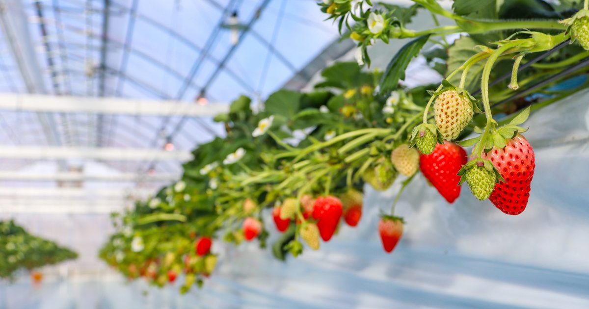 草津・琵琶湖畔の「湖と苺」でいちご狩りレポ♪1年中スイーツがある