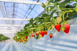 草津・琵琶湖畔の「湖と苺」でいちご狩りレポ♪１年中スイーツがある直売所も人気