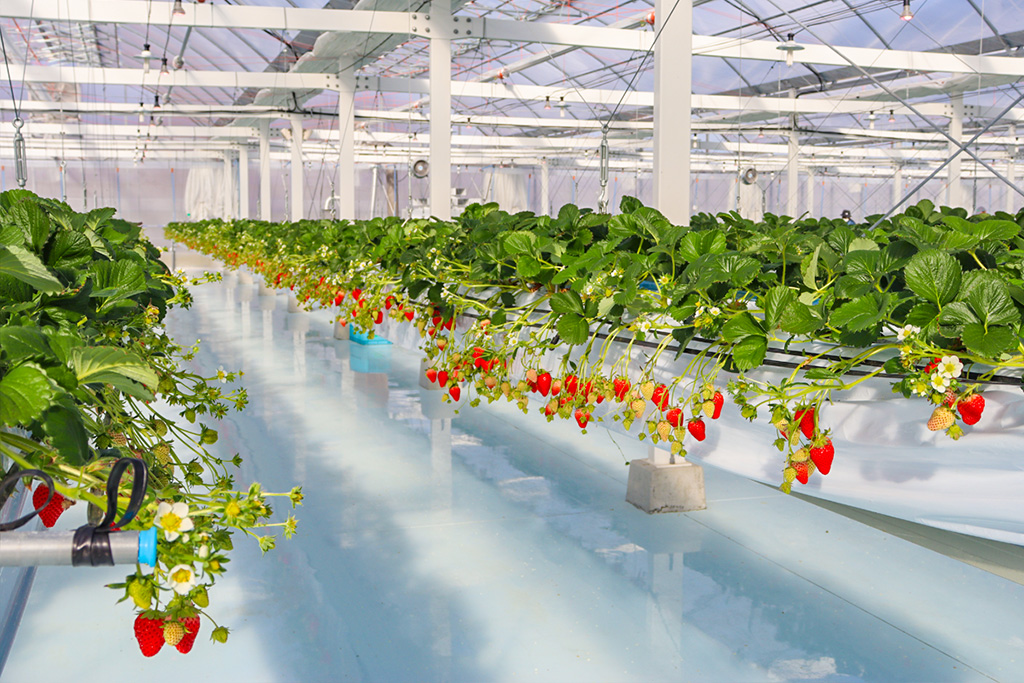 「湖と苺」の空飛ぶいちご/滋賀県草津市