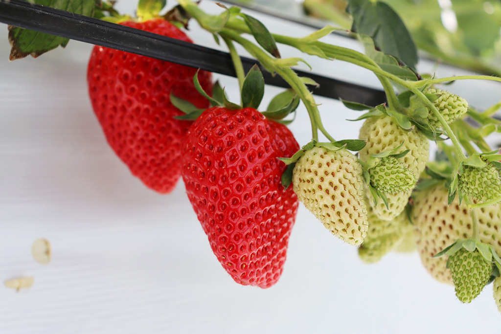 いちご/湖と苺(滋賀県/草津市)