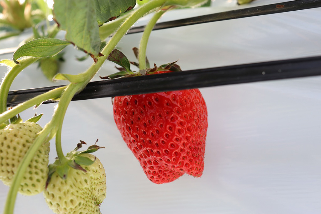 いちご/湖と苺(滋賀県/草津市)