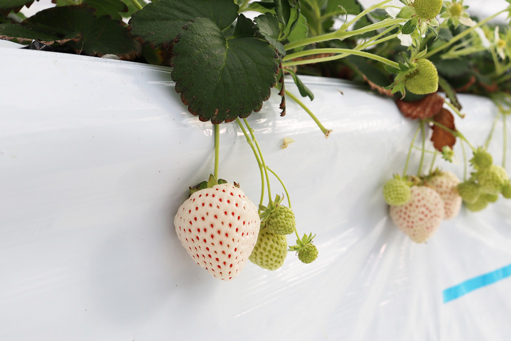 希少な白いちご「天使のいちご」/湖と苺(滋賀県/草津市)