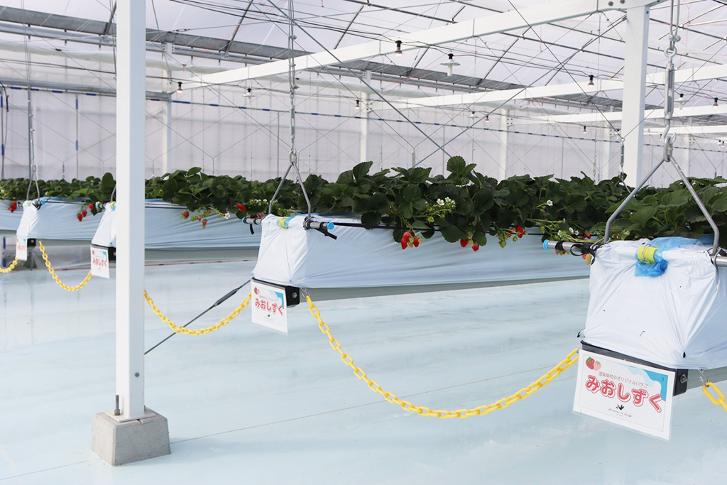 立ち入り禁止エリア/湖と苺(滋賀県/草津市)