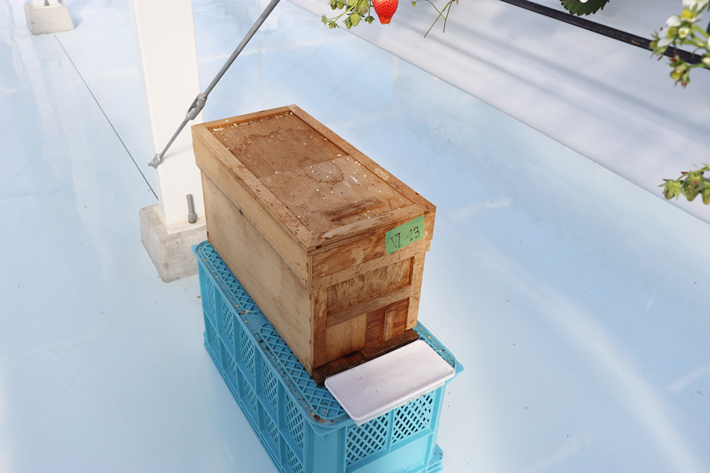 ミツバチの巣箱/湖と苺(滋賀県/草津市)