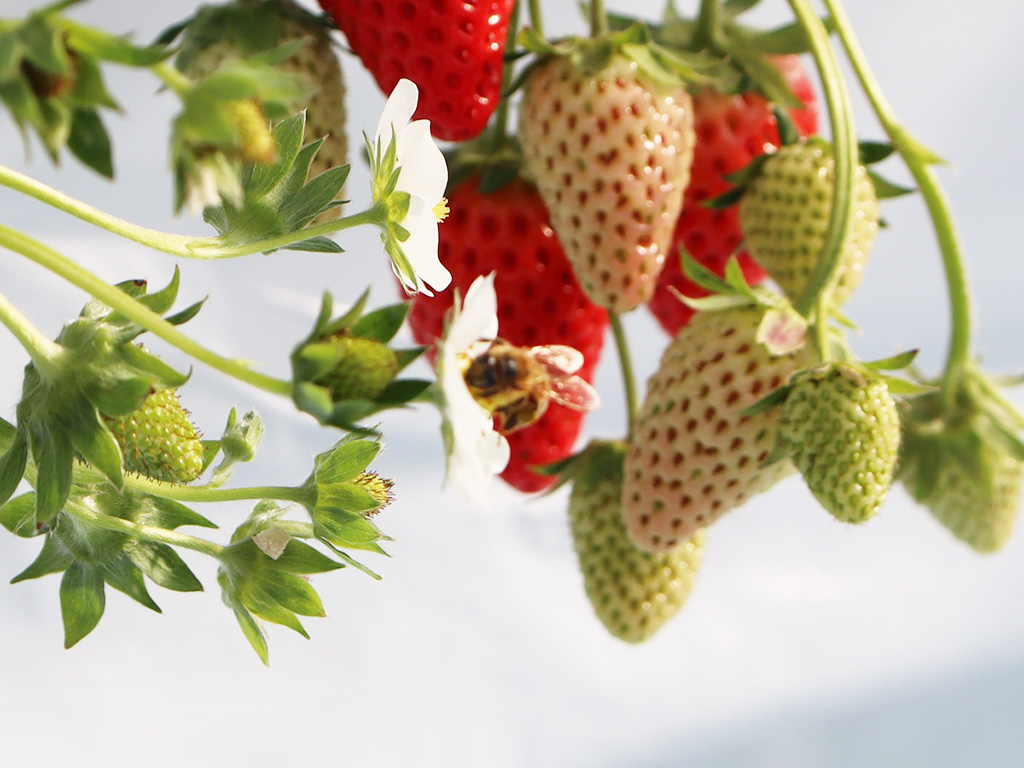 ミツバチが受粉している様子/湖と苺(滋賀県/草津市)