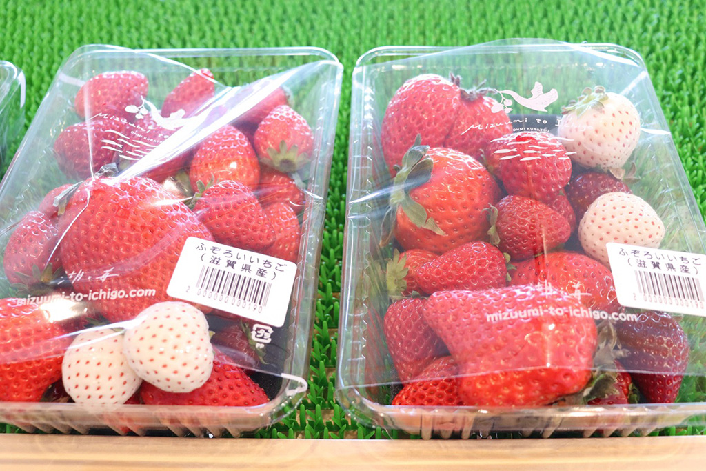 「ふぞろいいちご」/湖と苺(滋賀県/草津市)