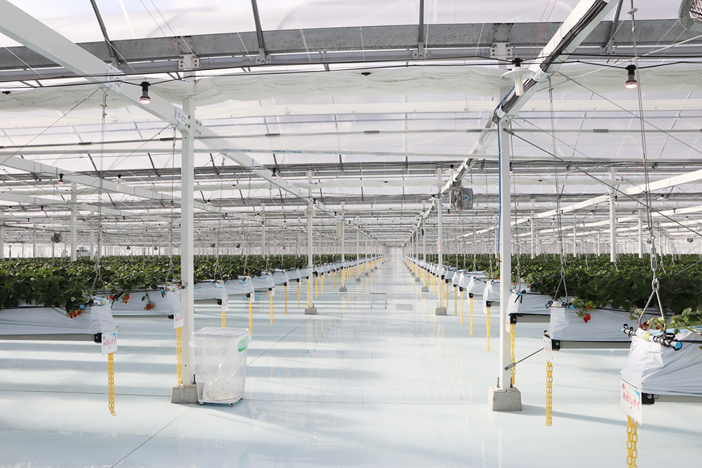 /湖と苺(滋賀県/草津市)