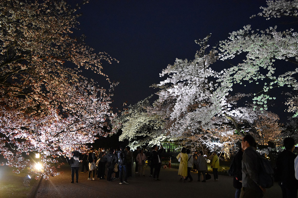 「LIGHT CYCLES KYOTO」/The First Bloom ―春を先どる1万の花―（京都府/京都市）