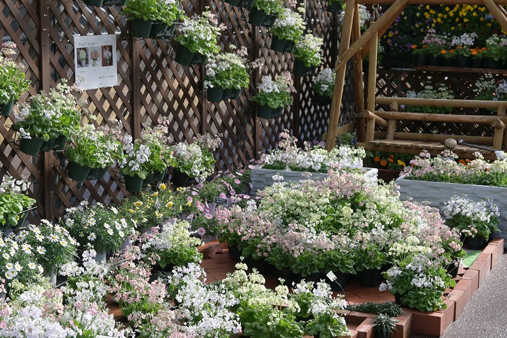 The First Bloom ―春を先どる1万の花―（京都府/京都市）