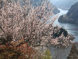 奈良県の梅の名所・梅林・梅園（2026）開花時期や梅まつりもチェック