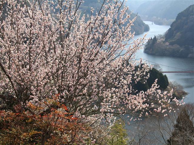 月ケ瀬梅渓（奈良県／奈良市）