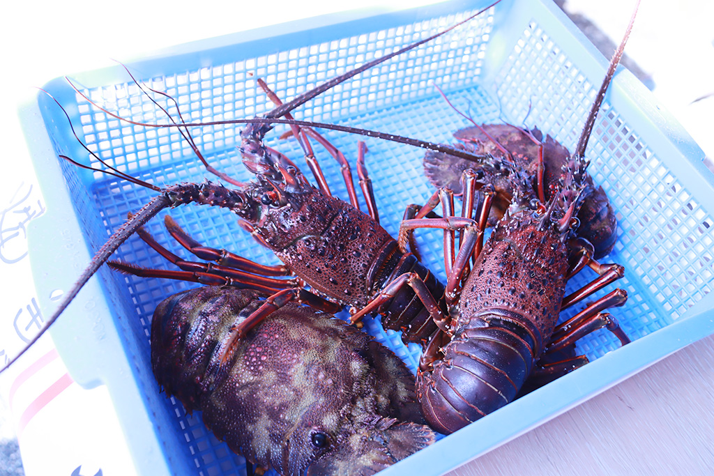 イメージ/ロケット見学 海産マルシェ（和歌山県/那智勝浦町）