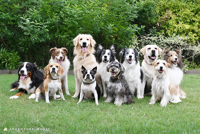 わんわんフレンズ/アドベンチャーワールド(和歌山県/白浜町)
