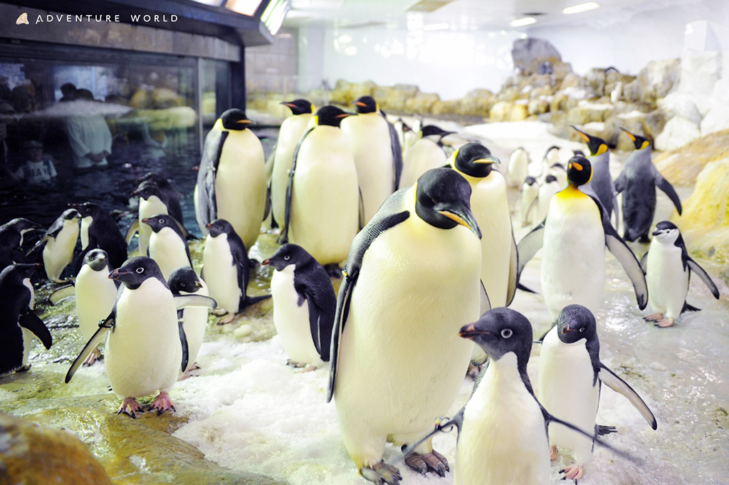 ペンギン/アドベンチャーワールド（和歌山県/白浜町）