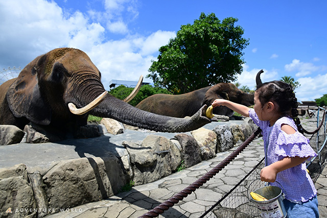 アフリカゾウ/アドベンチャーワールド(和歌山県/白浜町)