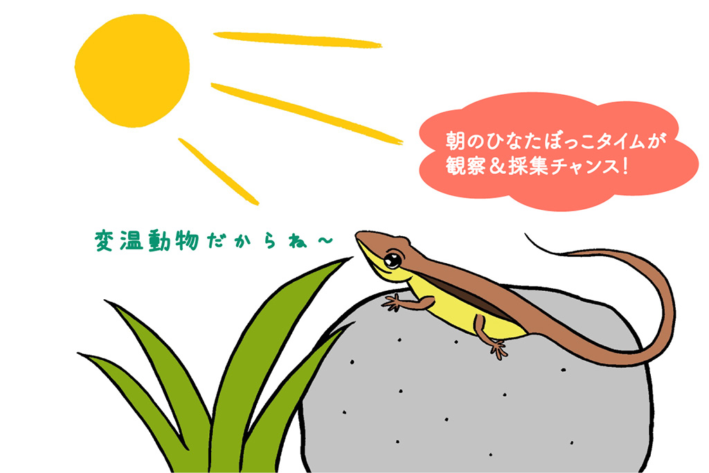 カナヘビの生息地