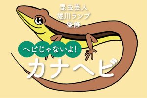 カナヘビ（ニホンカナヘビ）の生態・飼い方ガイド！トカゲとの違いは？エサは何？