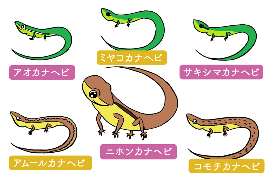 カナヘビの種類