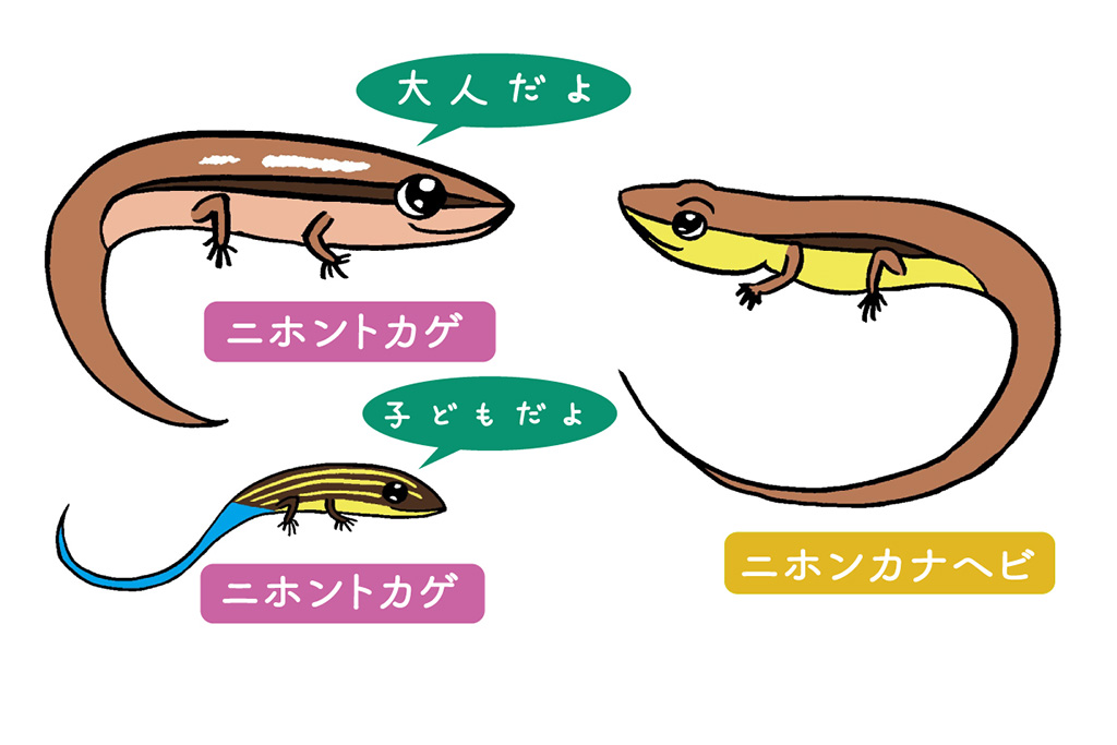 トカゲとカナヘビの違い