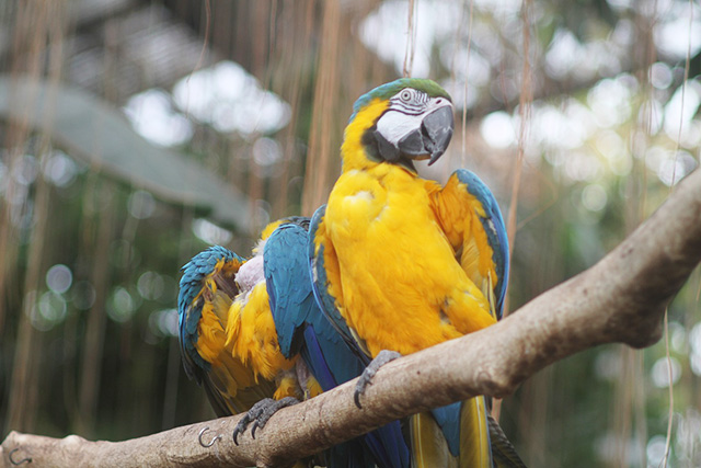 /神戸どうぶつ王国（兵庫県/神戸市）