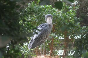 神戸どうぶつ王国を徹底レポ！雨OKで、ハシビロコウやコビトカバなど希少動物が充実