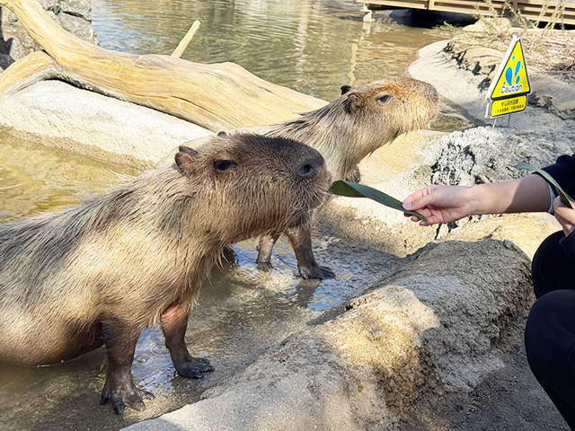 カピバラのエサやり/神戸どうぶつ王国（兵庫県/神戸市）